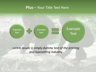 Primate Black Stone PowerPoint Template