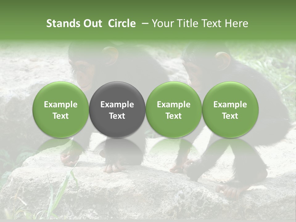 Primate Black Stone PowerPoint Template