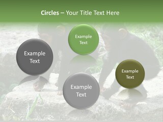 Primate Black Stone PowerPoint Template
