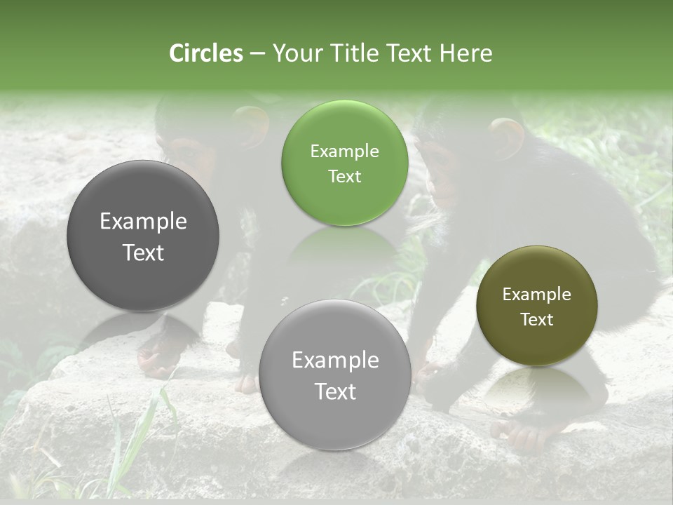 Primate Black Stone PowerPoint Template