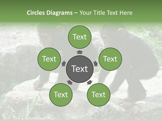 Primate Black Stone PowerPoint Template