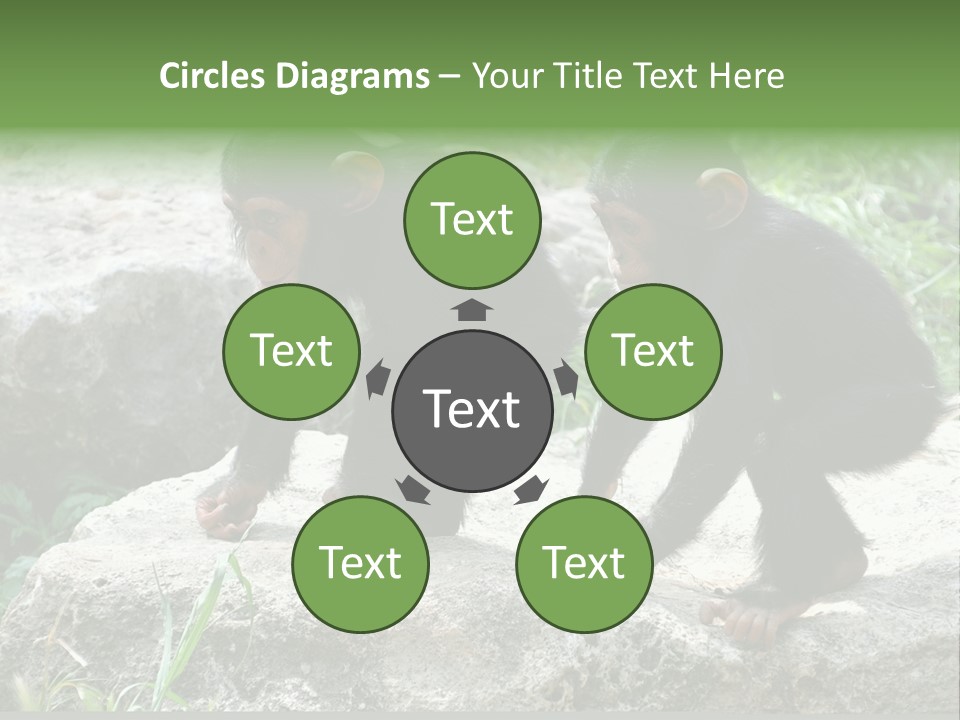 Primate Black Stone PowerPoint Template
