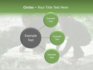 Primate Black Stone PowerPoint Template