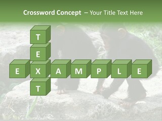 Primate Black Stone PowerPoint Template