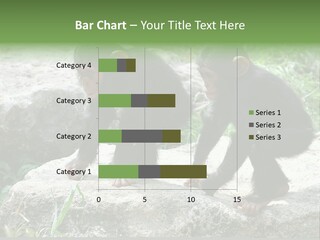 Primate Black Stone PowerPoint Template