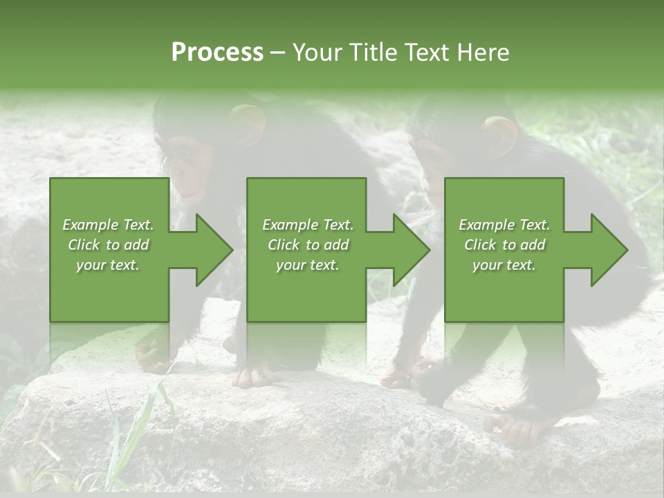 Primate Black Stone PowerPoint Template