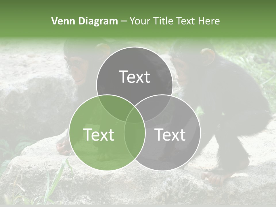 Primate Black Stone PowerPoint Template