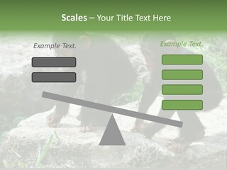 Primate Black Stone PowerPoint Template