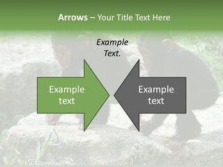 Primate Black Stone PowerPoint Template
