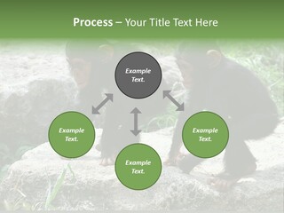 Primate Black Stone PowerPoint Template
