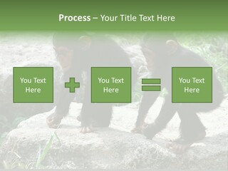 Primate Black Stone PowerPoint Template
