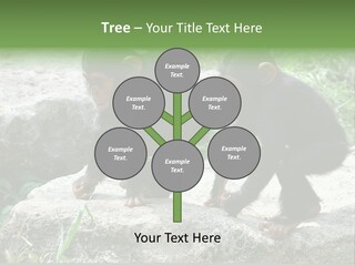 Primate Black Stone PowerPoint Template