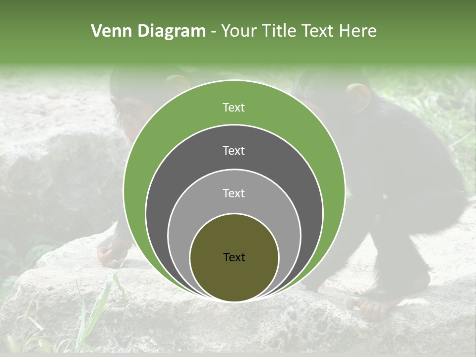 Primate Black Stone PowerPoint Template