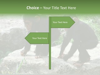 Primate Black Stone PowerPoint Template