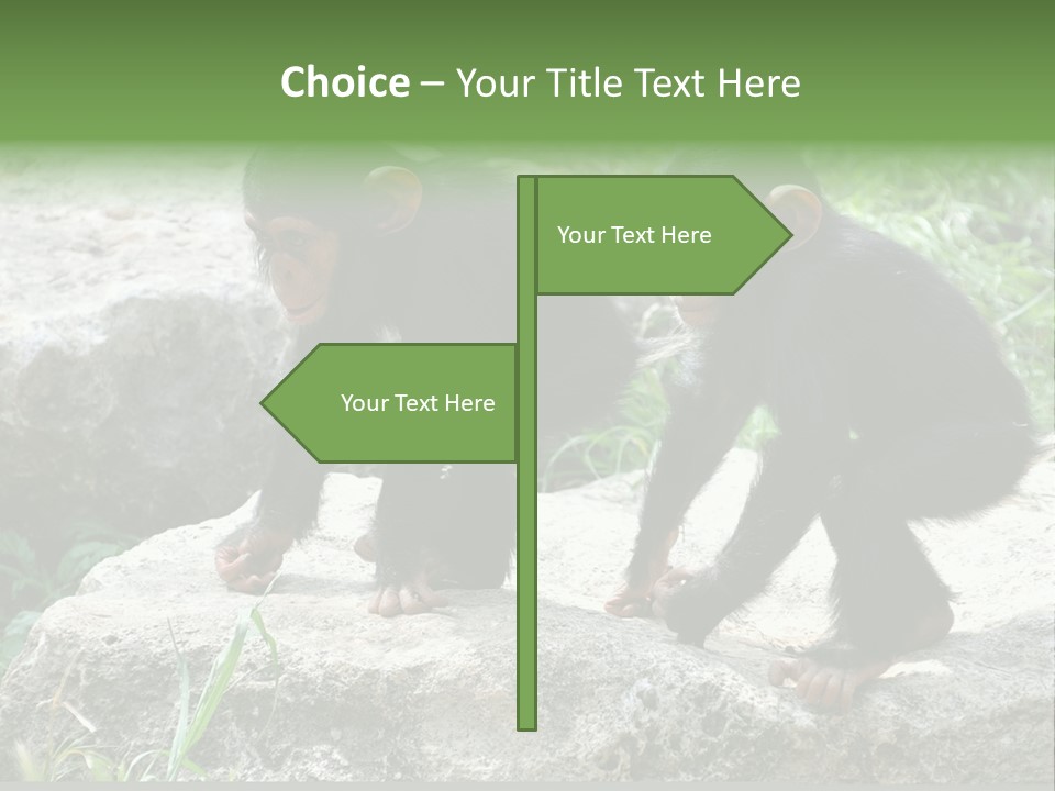 Primate Black Stone PowerPoint Template