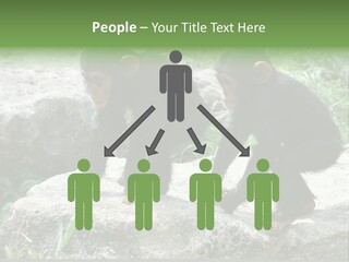Primate Black Stone PowerPoint Template