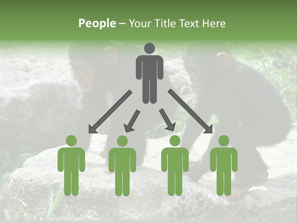 Primate Black Stone PowerPoint Template