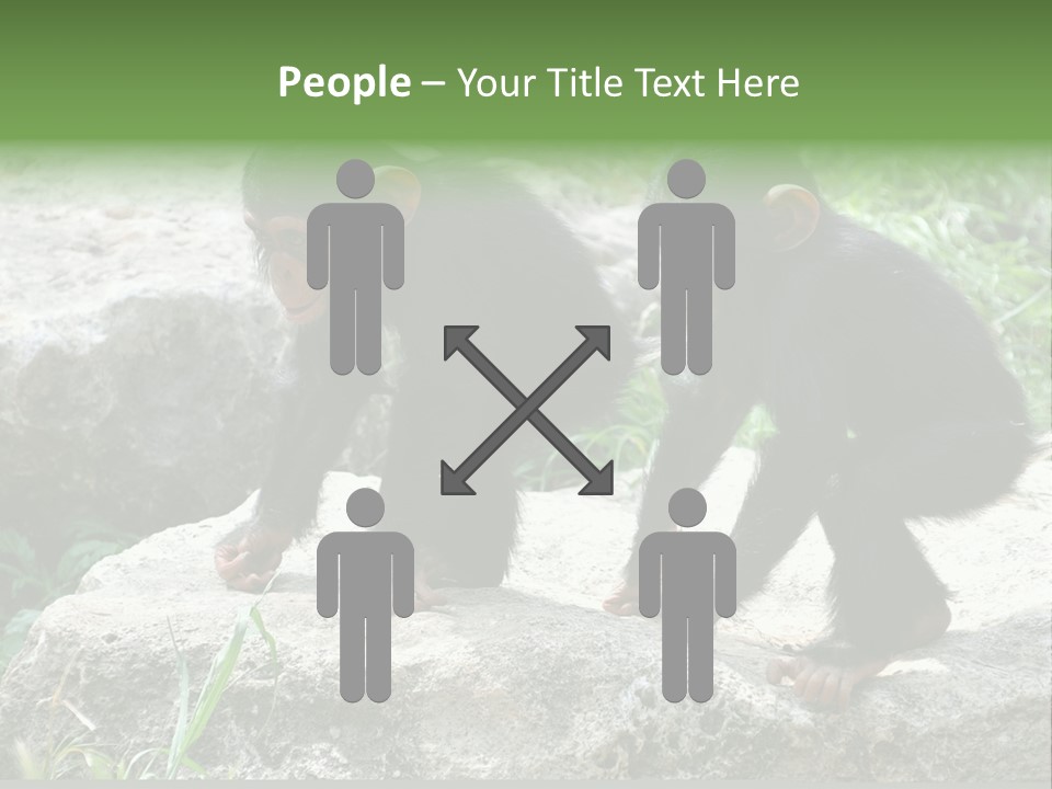 Primate Black Stone PowerPoint Template