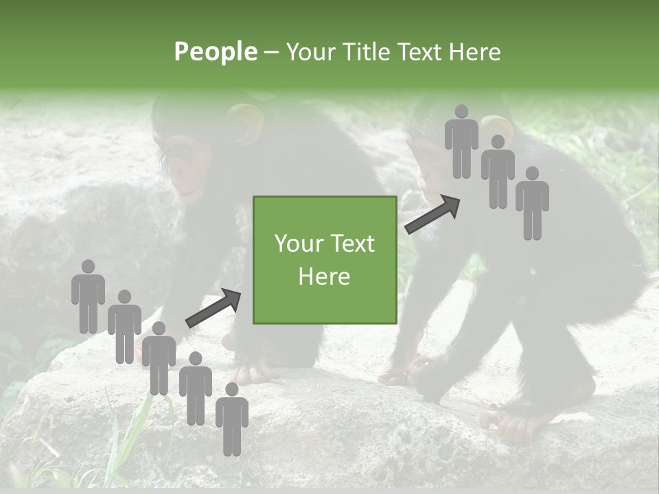 Primate Black Stone PowerPoint Template