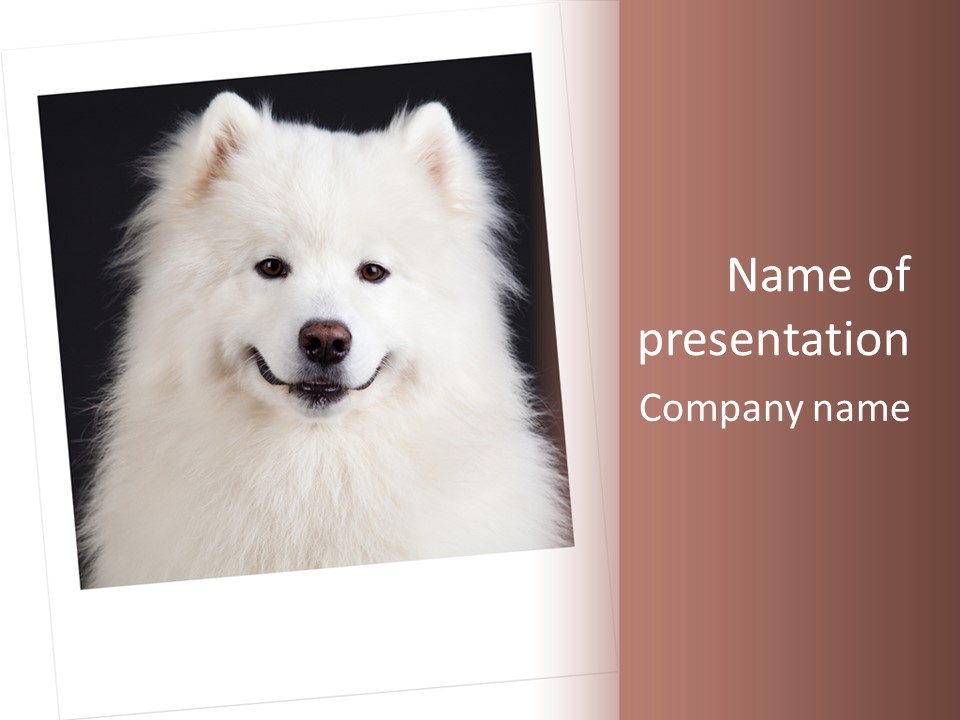 Color Domestic Samoyed PowerPoint Template