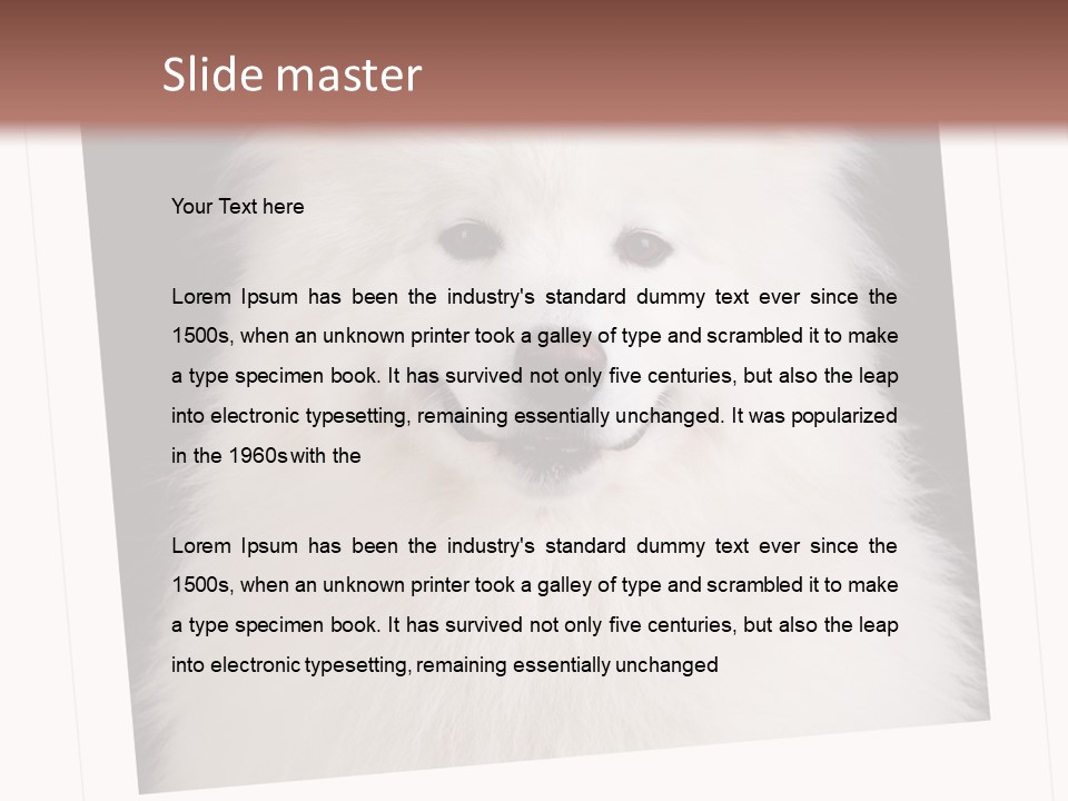 Color Domestic Samoyed PowerPoint Template