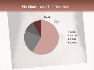 Color Domestic Samoyed PowerPoint Template