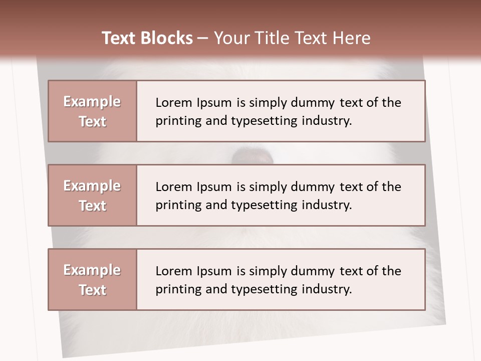 Color Domestic Samoyed PowerPoint Template