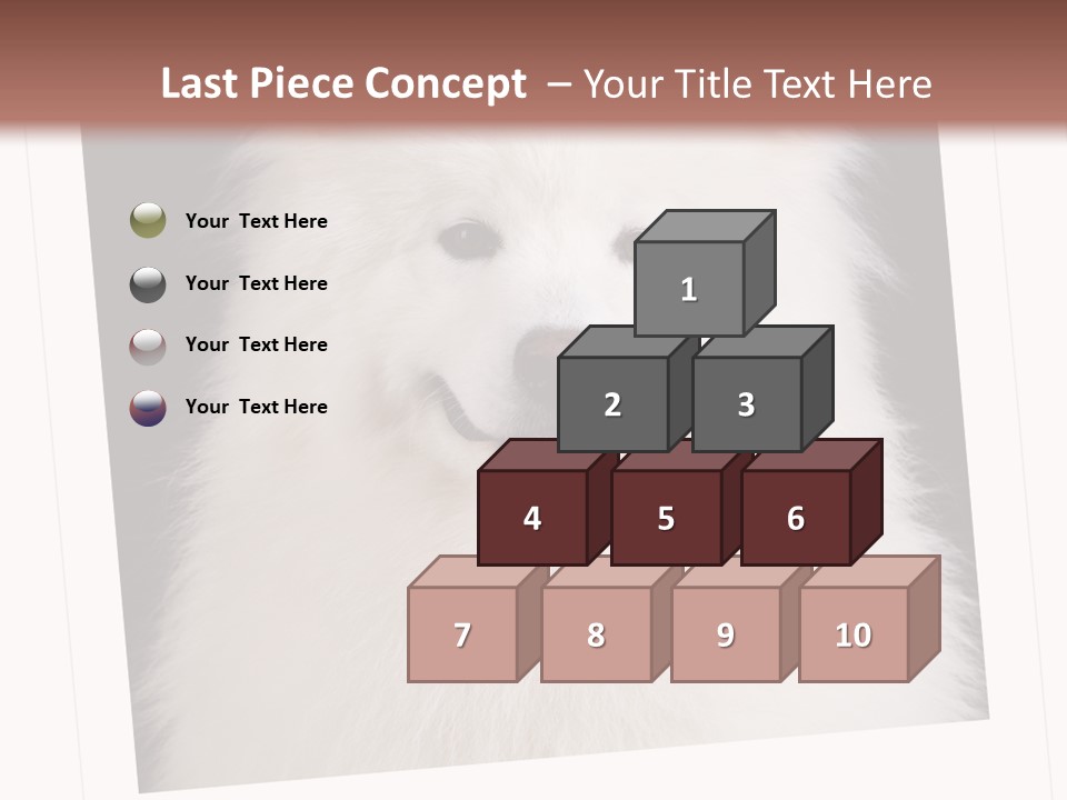 Color Domestic Samoyed PowerPoint Template