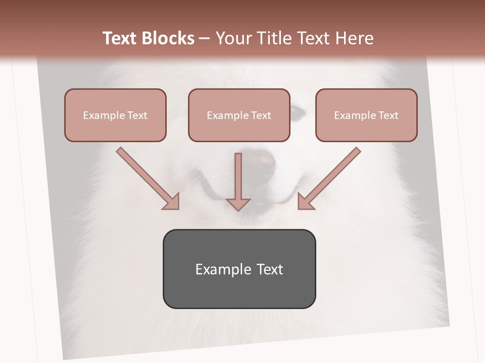 Color Domestic Samoyed PowerPoint Template