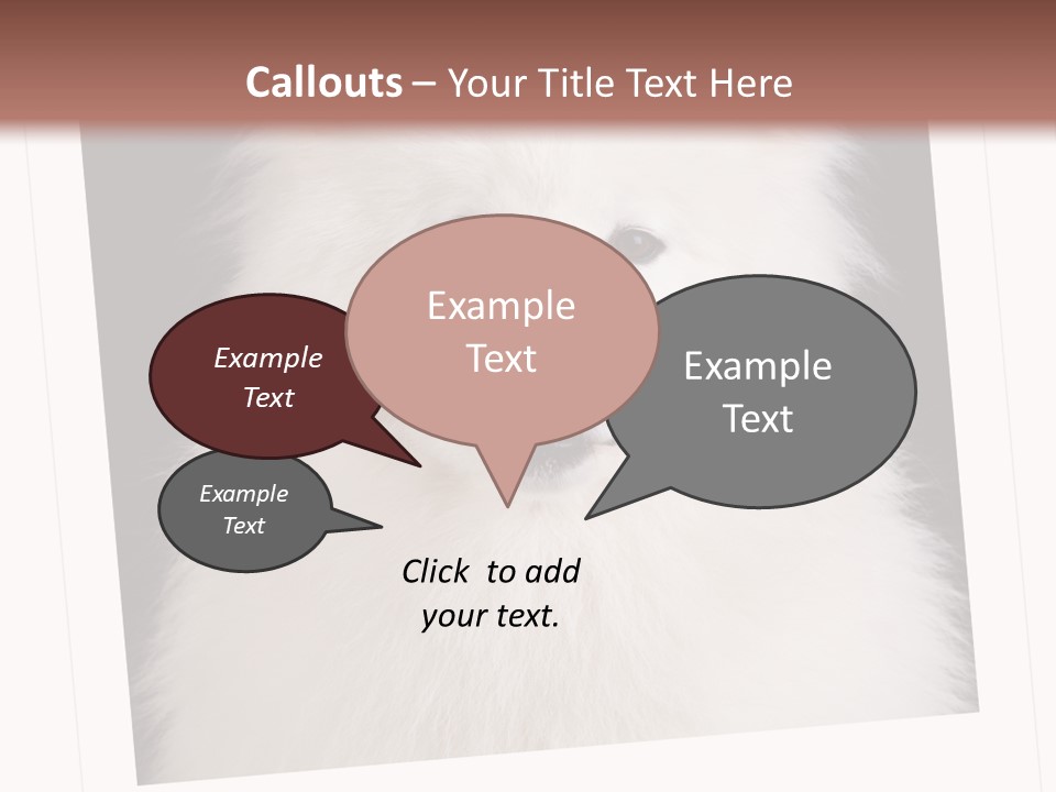 Color Domestic Samoyed PowerPoint Template