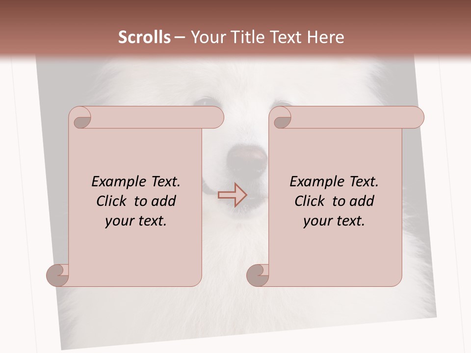 Color Domestic Samoyed PowerPoint Template