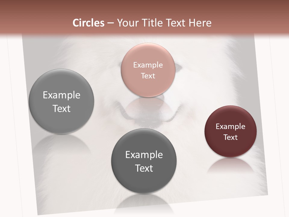 Color Domestic Samoyed PowerPoint Template