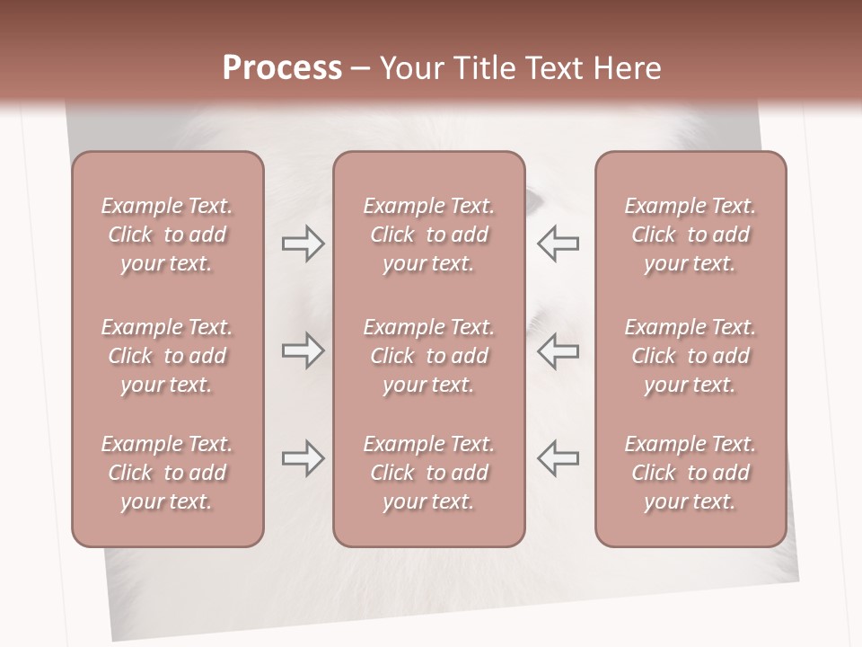 Color Domestic Samoyed PowerPoint Template