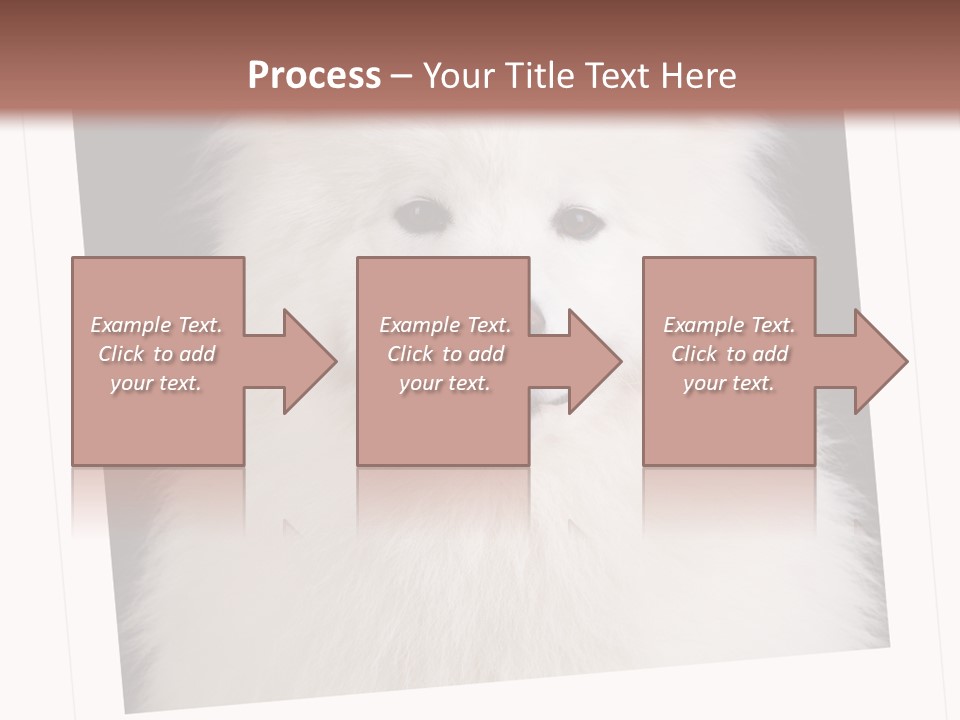 Color Domestic Samoyed PowerPoint Template