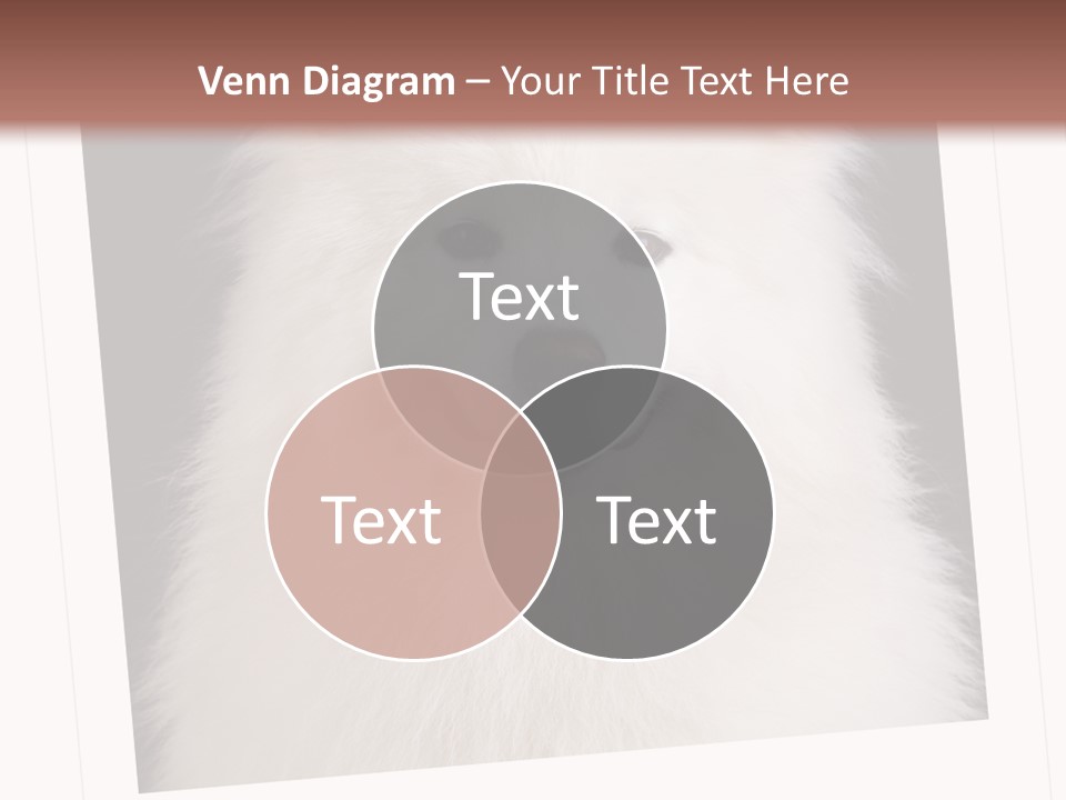 Color Domestic Samoyed PowerPoint Template