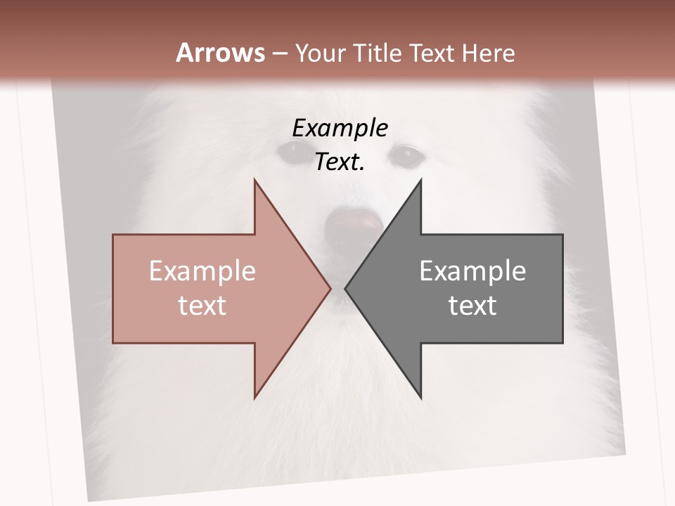 Color Domestic Samoyed PowerPoint Template