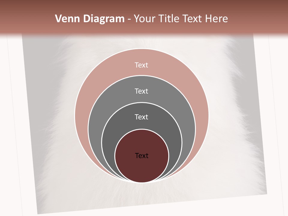 Color Domestic Samoyed PowerPoint Template