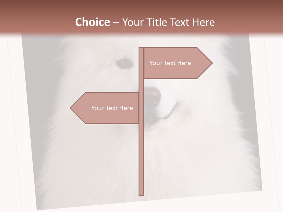 Color Domestic Samoyed PowerPoint Template