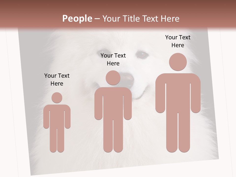 Color Domestic Samoyed PowerPoint Template