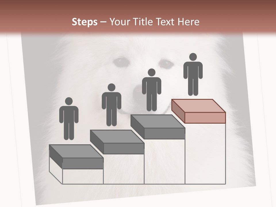 Color Domestic Samoyed PowerPoint Template
