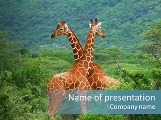 Two Giraffes Standing In The Middle Of A Forest PowerPoint Template