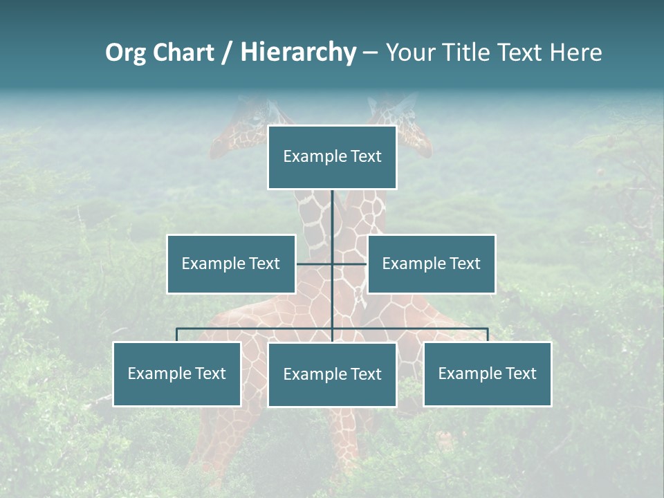 Two Giraffes Standing In The Middle Of A Forest PowerPoint Template