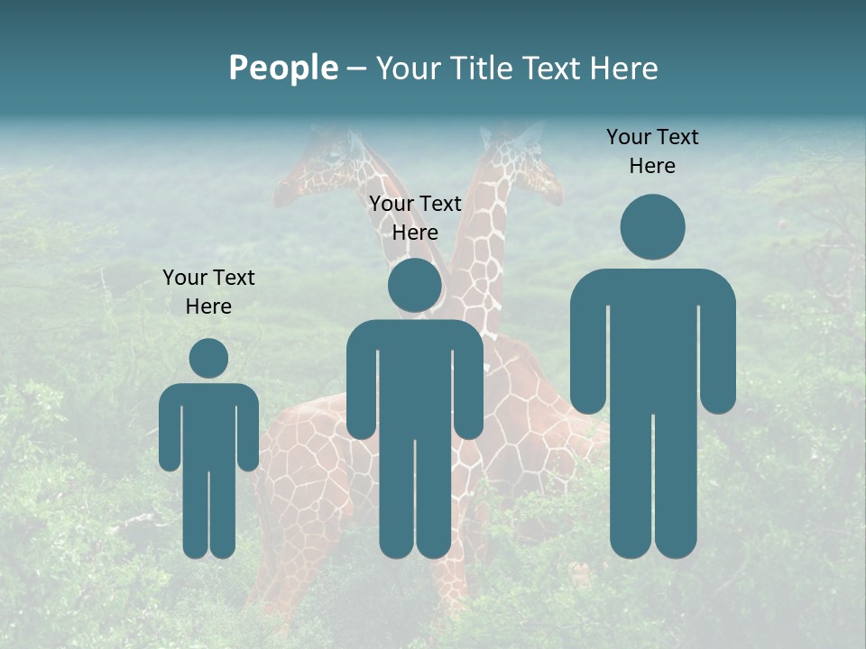 Two Giraffes Standing In The Middle Of A Forest PowerPoint Template