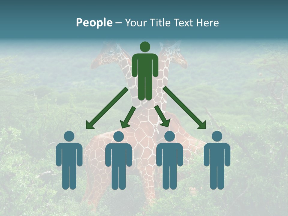 Two Giraffes Standing In The Middle Of A Forest PowerPoint Template