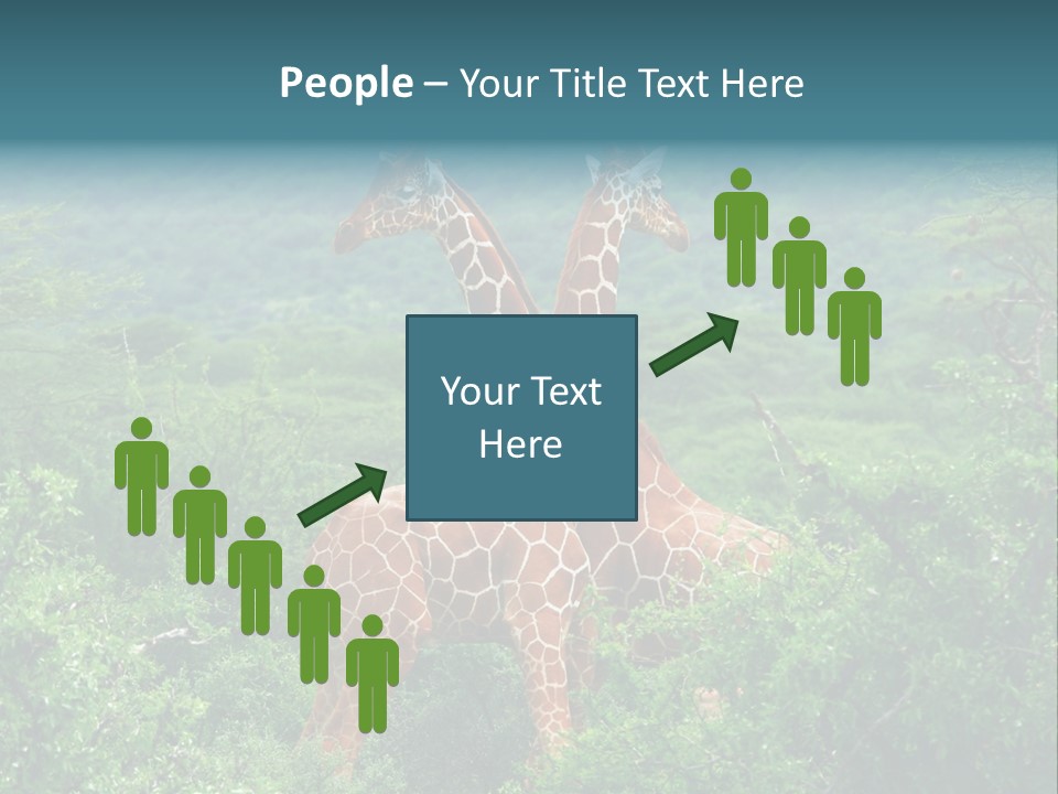 Two Giraffes Standing In The Middle Of A Forest PowerPoint Template
