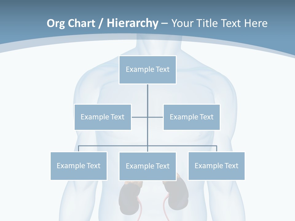 A Man's Stomach Is Shown In This Powerpoint Presentation PowerPoint Template