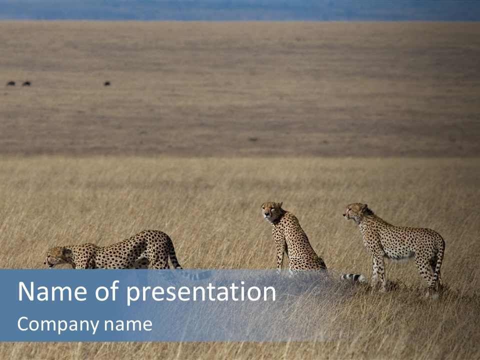 Dots Wildlife Big PowerPoint Template