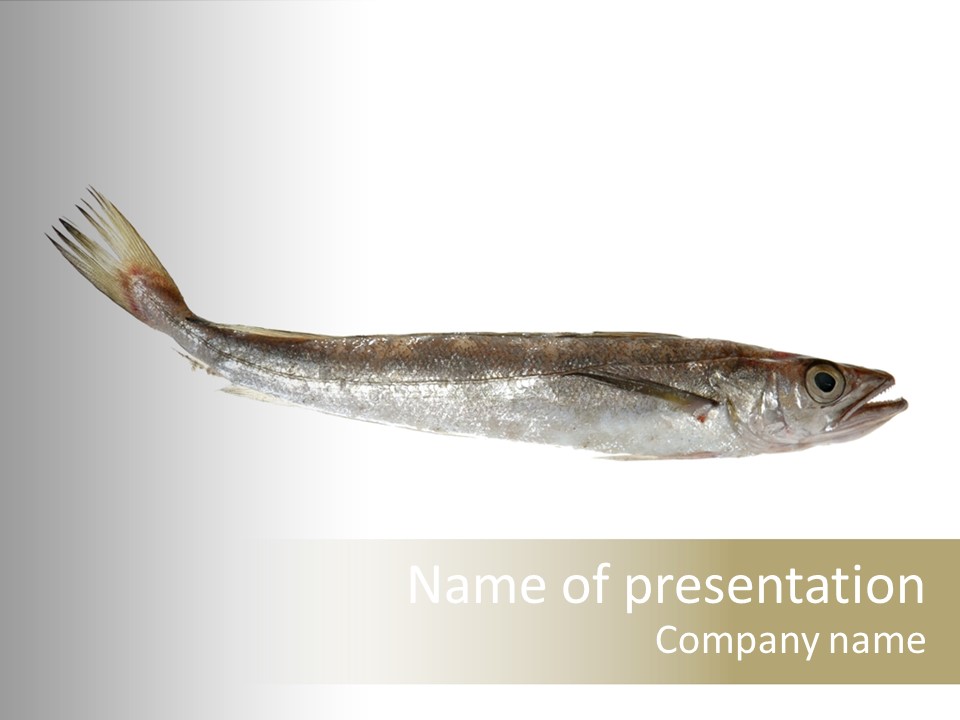 Nutritive White Hake PowerPoint Template