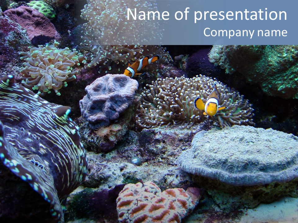 Rock Aquatic Coral PowerPoint Template