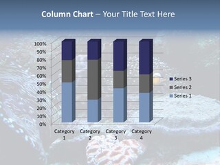 Rock Aquatic Coral PowerPoint Template